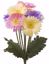 Picture of 17" Gerbera Daisy Bush x 8