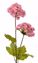 Picture of 27" Snowball Bush x 2