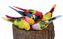 Picture of 6 Assorted 5.25" Tropical Birds w/Clips