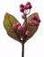 Picture of 8.8" Burgundy Berry Leaves Pick