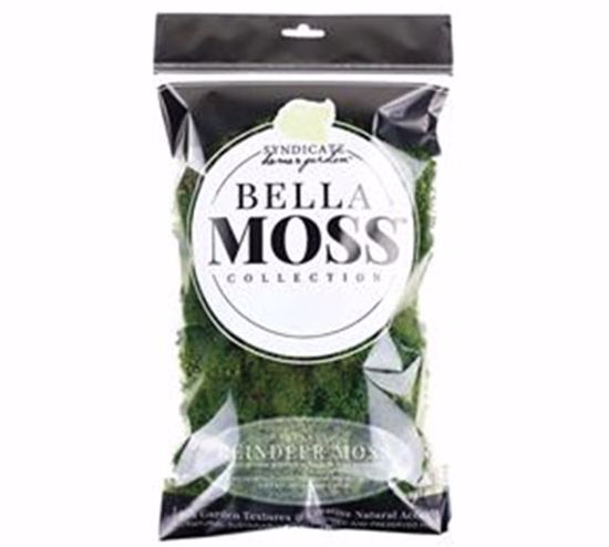Picture of GRN Preserved Reindeer Moss