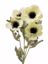 Picture of 19" Poppy Spray x 4