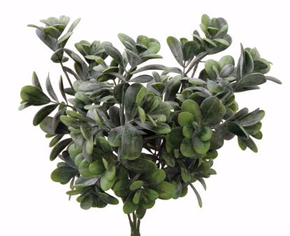 Picture of Deep Green Boxwood Bush (4 Stems, 16")