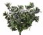 Picture of 16" Deep Green Boxwood Bush x 4