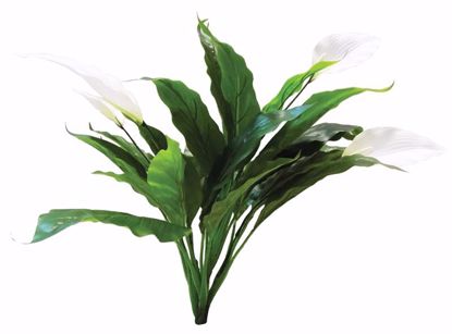 Picture of 24" Peace Lily Bush x 6