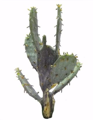 Picture of 9" Cactus Pick