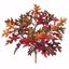 Picture of 19" Oak Leaf Bush x 6