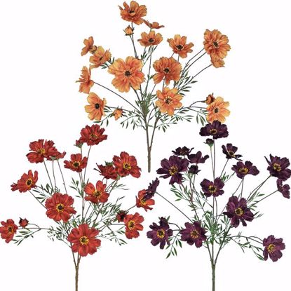 Picture of Fall Colors Cosmos Bush  (23", 3 Assorted Colors)