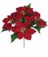 Picture of 12" Red Poinsettia Bush x 5