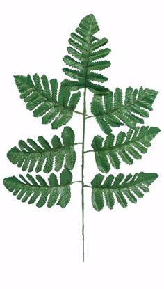 Picture of 17" Leather Leaf Fern Spray