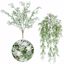 Picture of 2 Asst 26" White Sedum Bush/Vine x 7-9