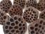 Picture of Natural Lotus Pods Bulk (Heads Only)