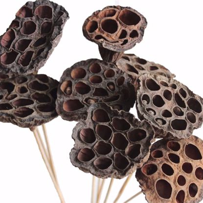 Picture of Natural Lotus Pod Stems