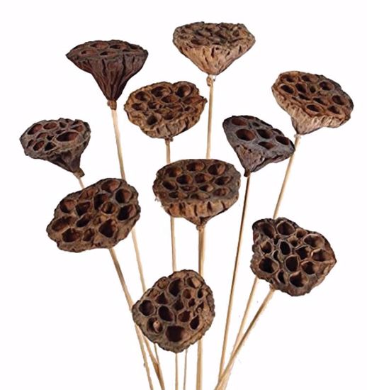 Picture of Small Natural Lotus Pod Stems