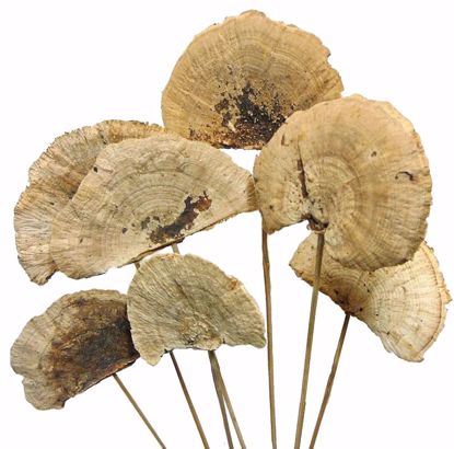 Picture of Natural Sponge Mushroom Picks