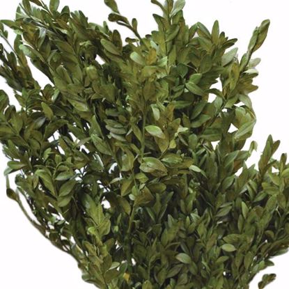 Picture of Green Boxwood (5 oz)