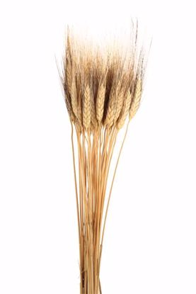 Picture of Black Beard Wheat - Natural
