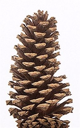 Picture of 3"-4" Medium Size Natural Pine Cones