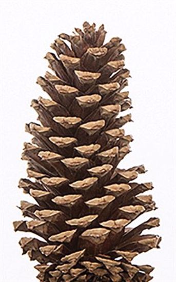 Picture of 3"-4" Medium Size Natural Pine Cones