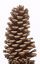 Picture of 3"-4" Medium Size Natural Pine Cones
