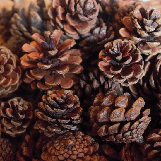 Picture of Natural Austriaca Pine Cones Bulk