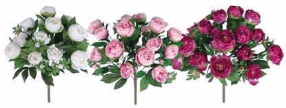 Picture of Magenta, Pink and White Peony Bush (3 Assorted, 22")