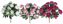 Picture of 3 Asst. 22" Peony Bush