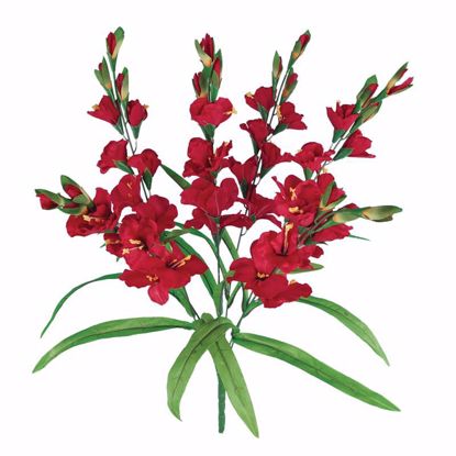 Picture of 26" Gladiolus Bush x 6