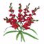 Picture of 26" Red Gladiolus Bush x 6