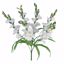 Picture of 26" White Gladiolus Bush x 6