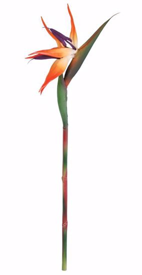 Picture of 28" Bird Of Paradise