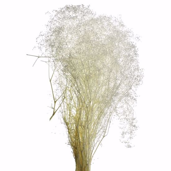 Picture of Bleached Stardust Gypsophila