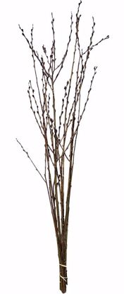 Picture of Natural Pussy Willow Stems 3-4'