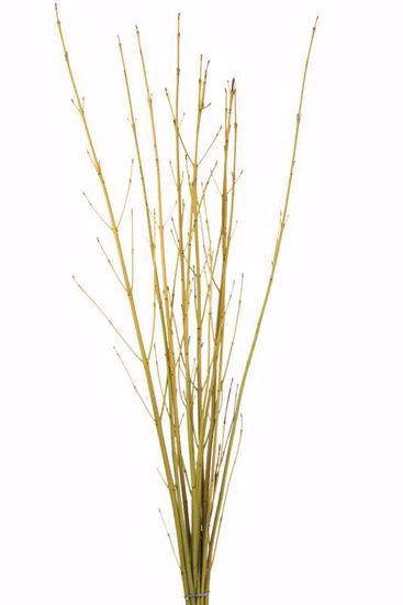 Picture of Natural Yellow Twig Dogwood 3-4'