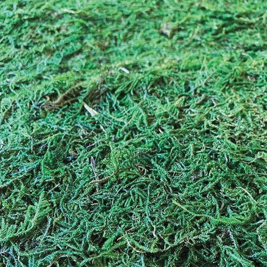 Picture of Green Moss Runner 4'
