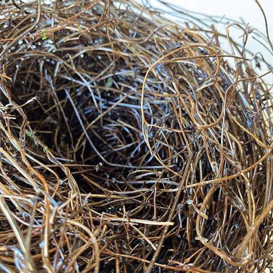 Picture of Natural Birds Nest