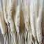 Picture of Bleached Triticum Wheat 8oz.
