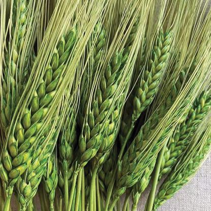 Picture of Green Triticum Wheat 8oz.