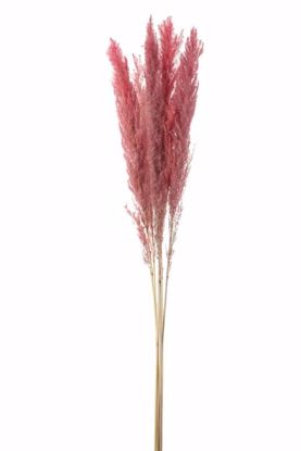 Picture of 46" Soft Pink Pampas Grass