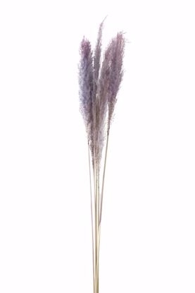 Picture of 46" Lavender Pampas Grass