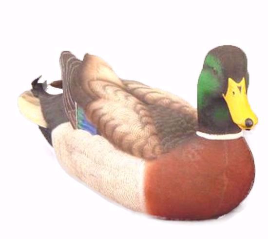 Picture of Mallard Duck