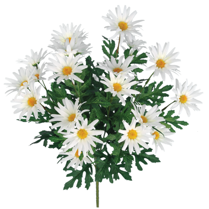 Picture of 19" Wild Daisy Bush x 12