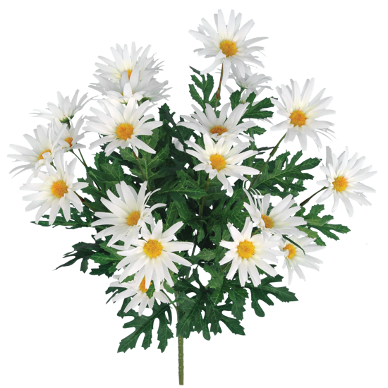 Picture of 19" Wild Daisy Bush x 12