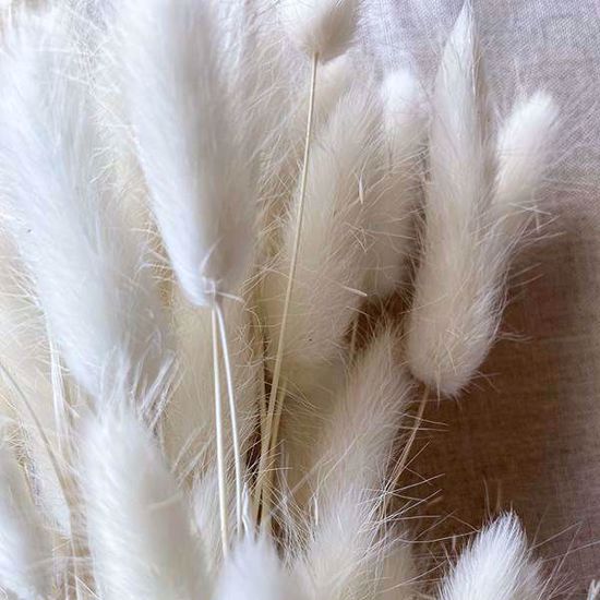 Picture of Bunny Tails Bleached