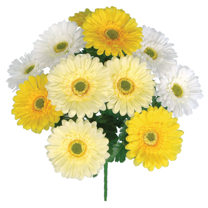 Picture of 20" Gerbera Daisy Bush x 12