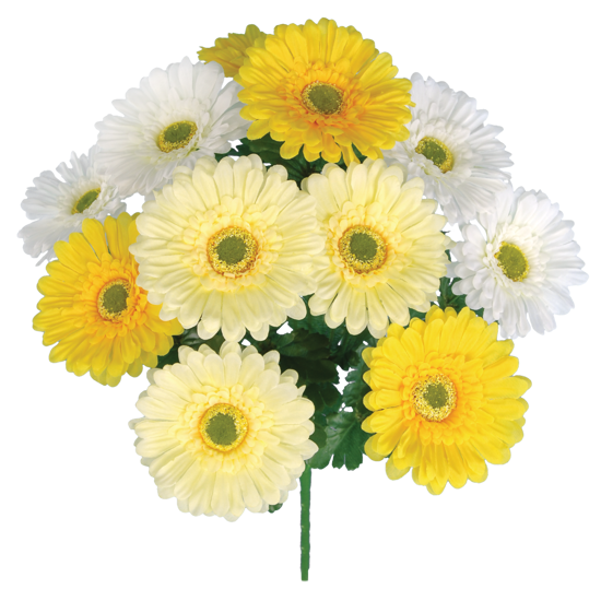 Picture of 20" Gerbera Daisy Bush x 12