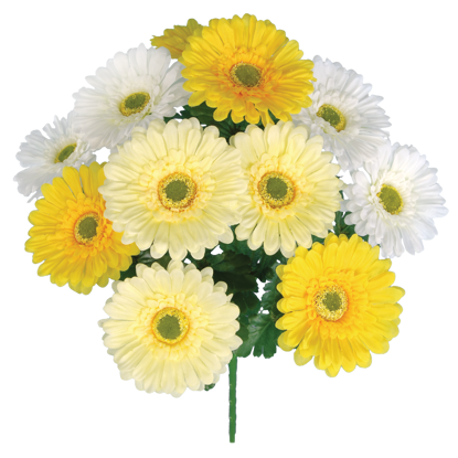 Picture of Cream-White-Yellow Gerbera Daisy Bush-12 Stems, 20"
