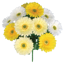 Picture of 20" Gerbera Daisy Bush x 12