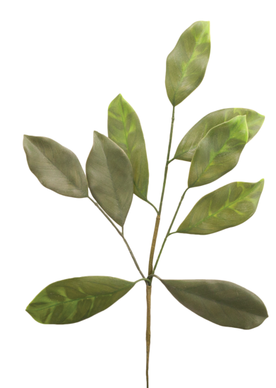 Picture of Magnolia Leaf Spray (20")