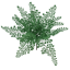 Picture of 13" Maidenhair Fern Plastic Bush x 18